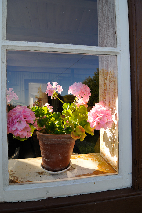 Blomster i stuevinduet
